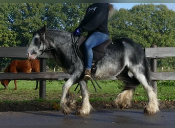 Cob Irlandese / Tinker / Gypsy Vanner, Castrone, 8 Anni, 127 cm, Grigio ferro