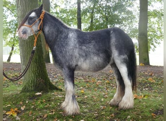 Cob Irlandese / Tinker / Gypsy Vanner, Castrone, 8 Anni, 127 cm, Grigio ferro