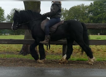 Cob Irlandese / Tinker / Gypsy Vanner, Castrone, 8 Anni, 128 cm, Morello