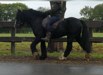 Cob Irlandese / Tinker / Gypsy Vanner, Castrone, 8 Anni, 128 cm, Morello