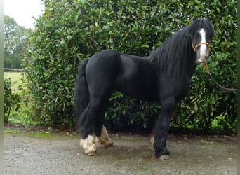 Cob Irlandese / Tinker / Gypsy Vanner, Castrone, 8 Anni, 128 cm, Morello