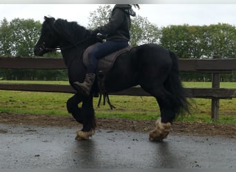 Cob Irlandese / Tinker / Gypsy Vanner, Castrone, 8 Anni, 128 cm, Morello