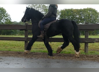 Cob Irlandese / Tinker / Gypsy Vanner, Castrone, 8 Anni, 128 cm, Morello