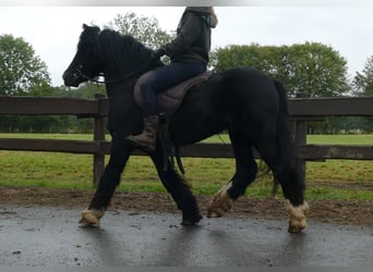 Cob Irlandese / Tinker / Gypsy Vanner, Castrone, 8 Anni, 128 cm, Morello