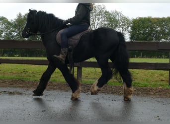 Cob Irlandese / Tinker / Gypsy Vanner, Castrone, 8 Anni, 128 cm, Morello