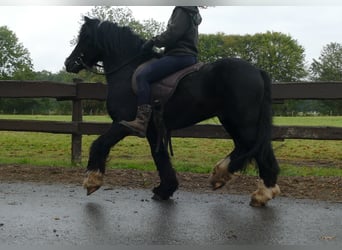 Cob Irlandese / Tinker / Gypsy Vanner, Castrone, 8 Anni, 128 cm, Morello