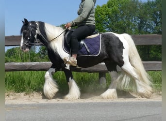 Cob Irlandese / Tinker / Gypsy Vanner, Castrone, 8 Anni, 128 cm, Pezzato