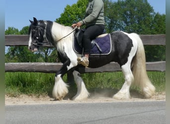 Cob Irlandese / Tinker / Gypsy Vanner, Castrone, 8 Anni, 128 cm, Pezzato