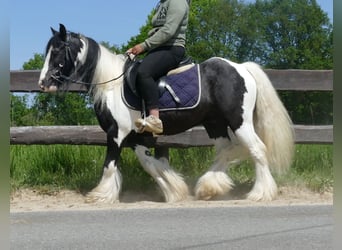 Cob Irlandese / Tinker / Gypsy Vanner, Castrone, 8 Anni, 128 cm, Pezzato