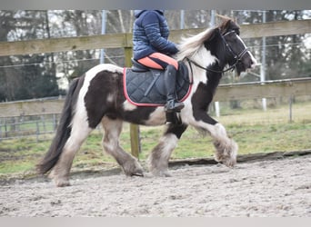 Cob Irlandese / Tinker / Gypsy Vanner, Castrone, 8 Anni, 130 cm, Tobiano-tutti i colori