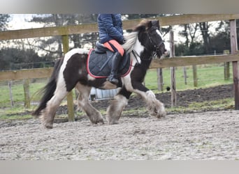 Cob Irlandese / Tinker / Gypsy Vanner, Castrone, 8 Anni, 130 cm, Tobiano-tutti i colori