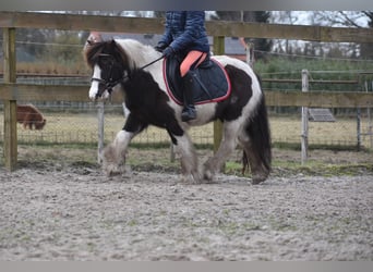 Cob Irlandese / Tinker / Gypsy Vanner, Castrone, 8 Anni, 130 cm, Tobiano-tutti i colori