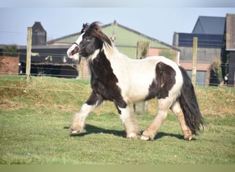 Cob Irlandese / Tinker / Gypsy Vanner, Castrone, 8 Anni, 130 cm, Tobiano-tutti i colori