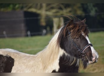 Cob Irlandese / Tinker / Gypsy Vanner, Castrone, 8 Anni, 130 cm, Tobiano-tutti i colori