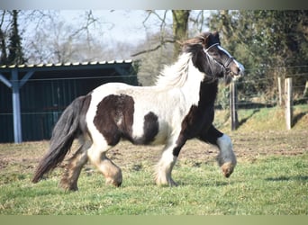 Cob Irlandese / Tinker / Gypsy Vanner, Castrone, 8 Anni, 130 cm, Tobiano-tutti i colori