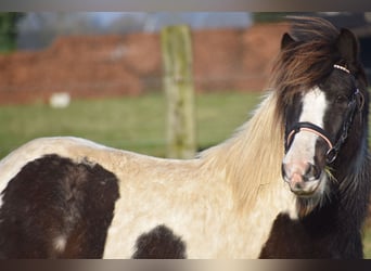 Cob Irlandese / Tinker / Gypsy Vanner, Castrone, 8 Anni, 130 cm, Tobiano-tutti i colori