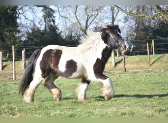 Cob Irlandese / Tinker / Gypsy Vanner, Castrone, 8 Anni, 130 cm, Tobiano-tutti i colori