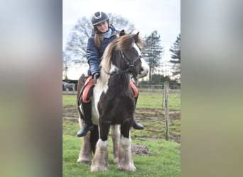 Cob Irlandese / Tinker / Gypsy Vanner, Castrone, 8 Anni, 130 cm, Tobiano-tutti i colori