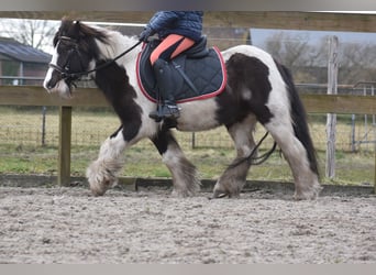 Cob Irlandese / Tinker / Gypsy Vanner, Castrone, 8 Anni, 130 cm, Tobiano-tutti i colori