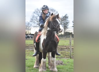 Cob Irlandese / Tinker / Gypsy Vanner, Castrone, 8 Anni, 130 cm, Tobiano-tutti i colori