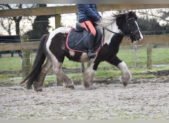 Cob Irlandese / Tinker / Gypsy Vanner, Castrone, 8 Anni, 130 cm, Tobiano-tutti i colori