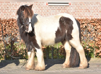 Cob Irlandese / Tinker / Gypsy Vanner, Castrone, 8 Anni, 130 cm, Tobiano-tutti i colori