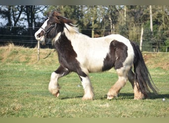 Cob Irlandese / Tinker / Gypsy Vanner, Castrone, 8 Anni, 130 cm, Tobiano-tutti i colori