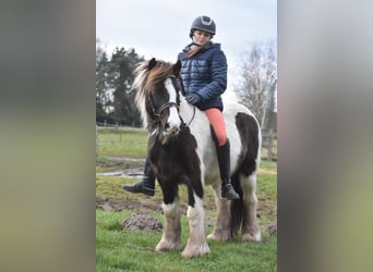 Cob Irlandese / Tinker / Gypsy Vanner, Castrone, 8 Anni, 130 cm, Tobiano-tutti i colori