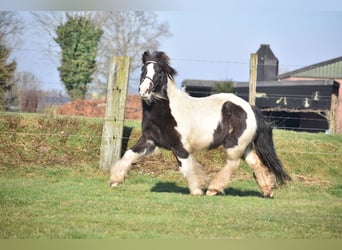 Cob Irlandese / Tinker / Gypsy Vanner, Castrone, 8 Anni, 130 cm, Tobiano-tutti i colori