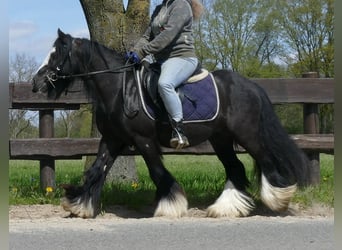 Cob Irlandese / Tinker / Gypsy Vanner, Castrone, 8 Anni, 133 cm, Morello