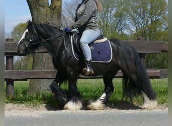 Cob Irlandese / Tinker / Gypsy Vanner, Castrone, 8 Anni, 133 cm, Morello