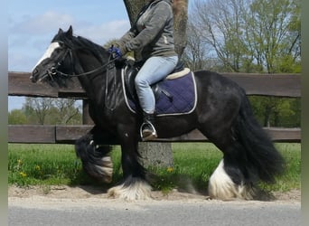 Cob Irlandese / Tinker / Gypsy Vanner, Castrone, 8 Anni, 133 cm, Morello