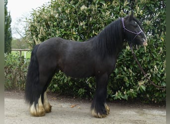 Cob Irlandese / Tinker / Gypsy Vanner, Castrone, 8 Anni, 133 cm, Morello