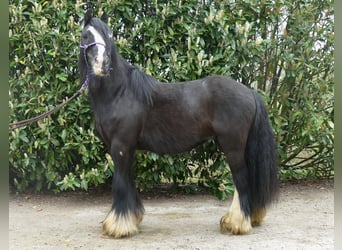 Cob Irlandese / Tinker / Gypsy Vanner, Castrone, 8 Anni, 133 cm, Morello