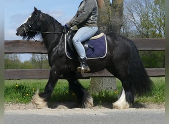 Cob Irlandese / Tinker / Gypsy Vanner, Castrone, 8 Anni, 133 cm, Morello