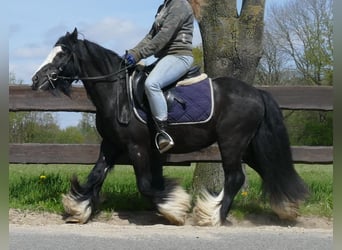 Cob Irlandese / Tinker / Gypsy Vanner, Castrone, 8 Anni, 133 cm, Morello