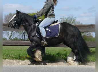 Cob Irlandese / Tinker / Gypsy Vanner, Castrone, 8 Anni, 133 cm, Morello