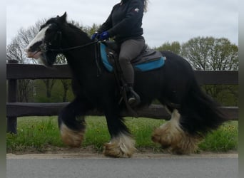 Cob Irlandese / Tinker / Gypsy Vanner, Castrone, 8 Anni, 134 cm, Morello