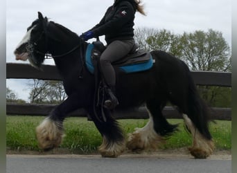 Cob Irlandese / Tinker / Gypsy Vanner, Castrone, 8 Anni, 134 cm, Morello