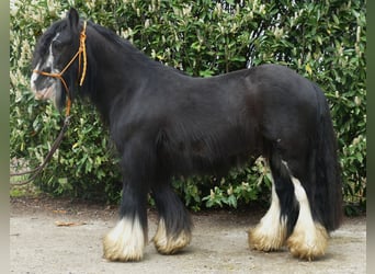 Cob Irlandese / Tinker / Gypsy Vanner, Castrone, 8 Anni, 134 cm, Morello