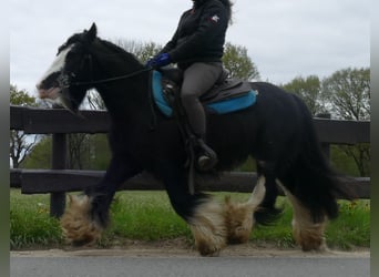 Cob Irlandese / Tinker / Gypsy Vanner, Castrone, 8 Anni, 134 cm, Morello