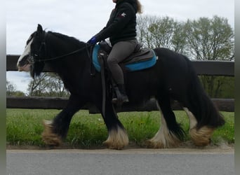 Cob Irlandese / Tinker / Gypsy Vanner, Castrone, 8 Anni, 134 cm, Morello