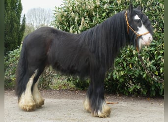 Cob Irlandese / Tinker / Gypsy Vanner, Castrone, 8 Anni, 134 cm, Morello