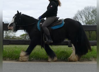 Cob Irlandese / Tinker / Gypsy Vanner, Castrone, 8 Anni, 134 cm, Morello