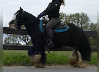 Cob Irlandese / Tinker / Gypsy Vanner, Castrone, 8 Anni, 134 cm, Morello