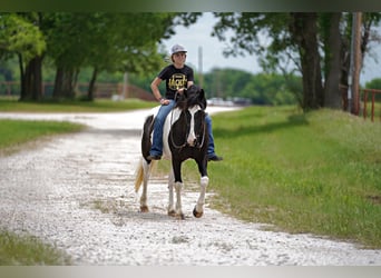 Cob Irlandese / Tinker / Gypsy Vanner Mix, Castrone, 8 Anni, 137 cm, Pezzato