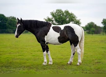 Cob Irlandese / Tinker / Gypsy Vanner Mix, Castrone, 8 Anni, 137 cm, Pezzato