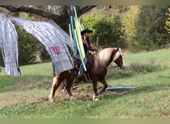Cob Irlandese / Tinker / Gypsy Vanner Mix, Castrone, 8 Anni, 137 cm, Sauro ciliegia
