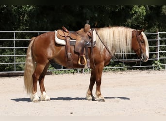 Cob Irlandese / Tinker / Gypsy Vanner Mix, Castrone, 8 Anni, 137 cm, Sauro ciliegia