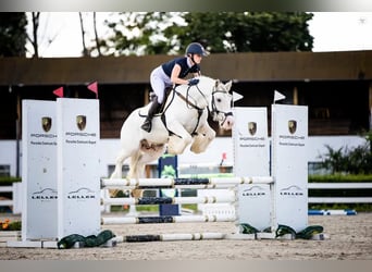 Cob Irlandese / Tinker / Gypsy Vanner, Castrone, 8 Anni, 145 cm